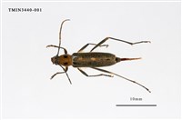 藏品(胸紋刺鬚虎天牛)的圖片